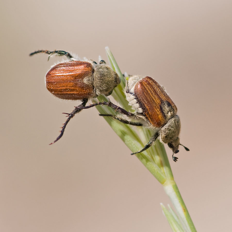 Anisoplia spec
